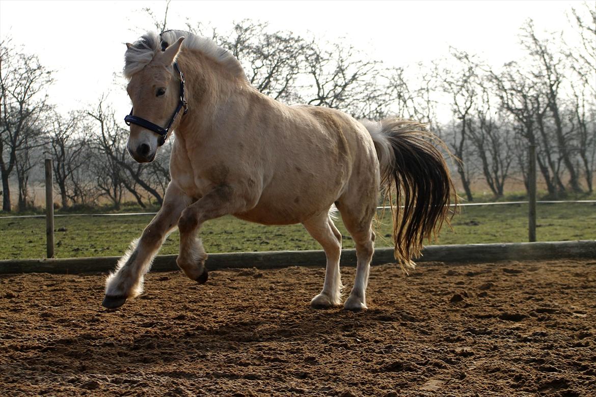 Fjordhest Debat Dalsgaard billede 3