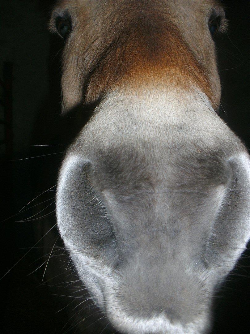 Fjordhest Prins rose *låner ham til hygge+spring* billede 19