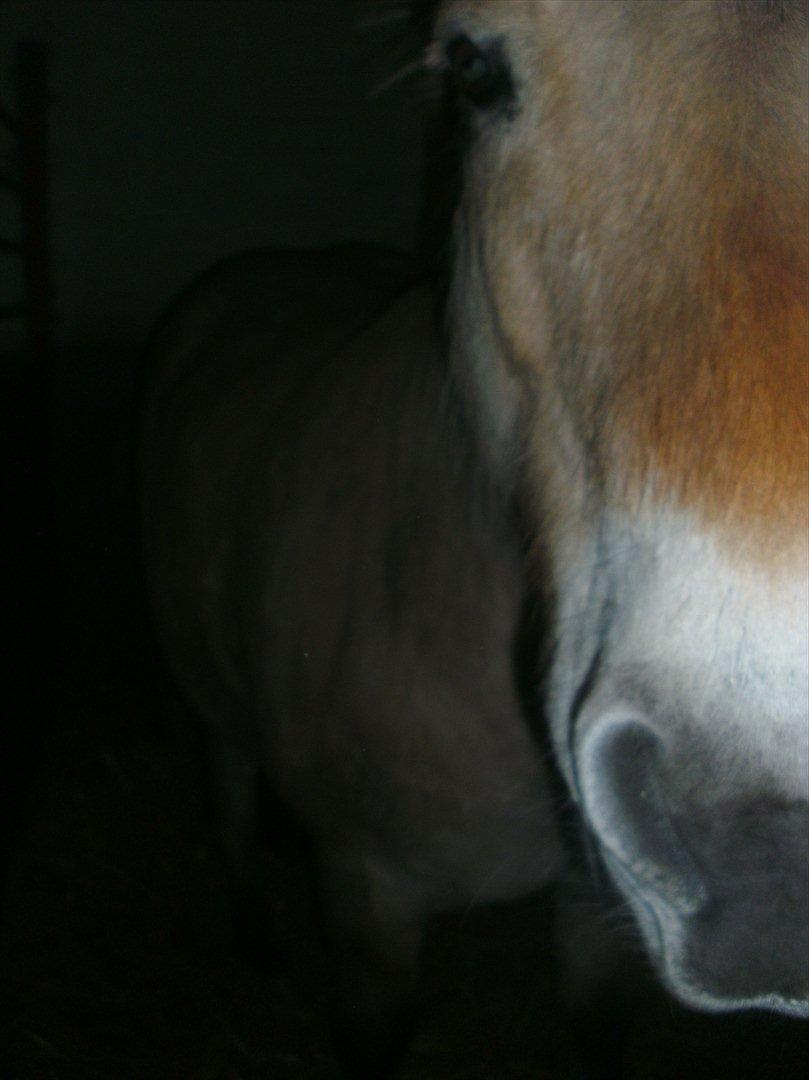 Fjordhest Prins rose *låner ham til hygge+spring* billede 20