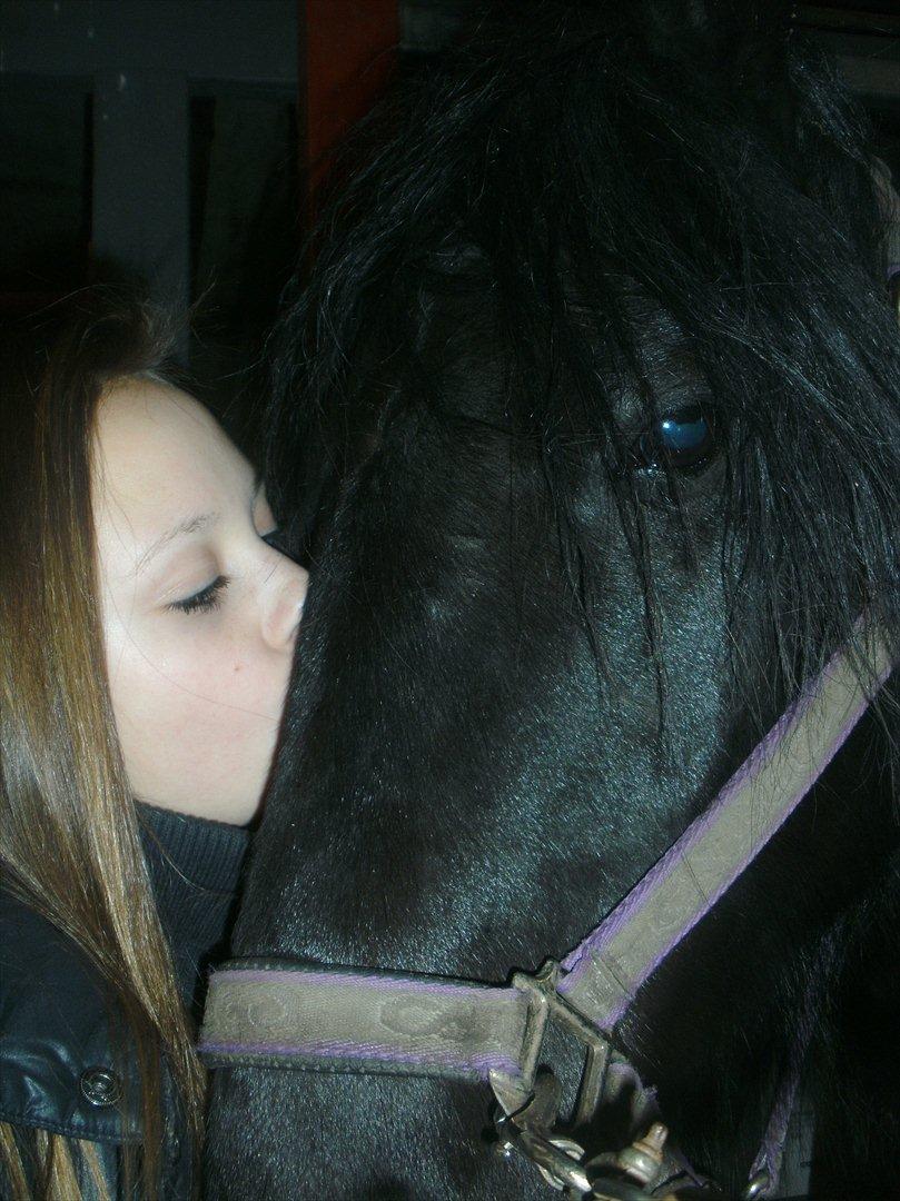 Welsh Cob (sec D) Chanel - Møøøs! billede 4