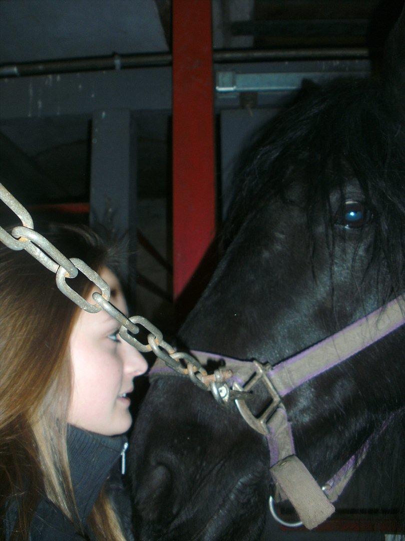 Welsh Cob (sec D) Chanel - Du er smilet på min læber<3 billede 17