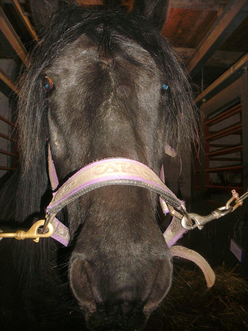 Welsh Cob (sec D) Chanel - Chamerene!(-; billede 2