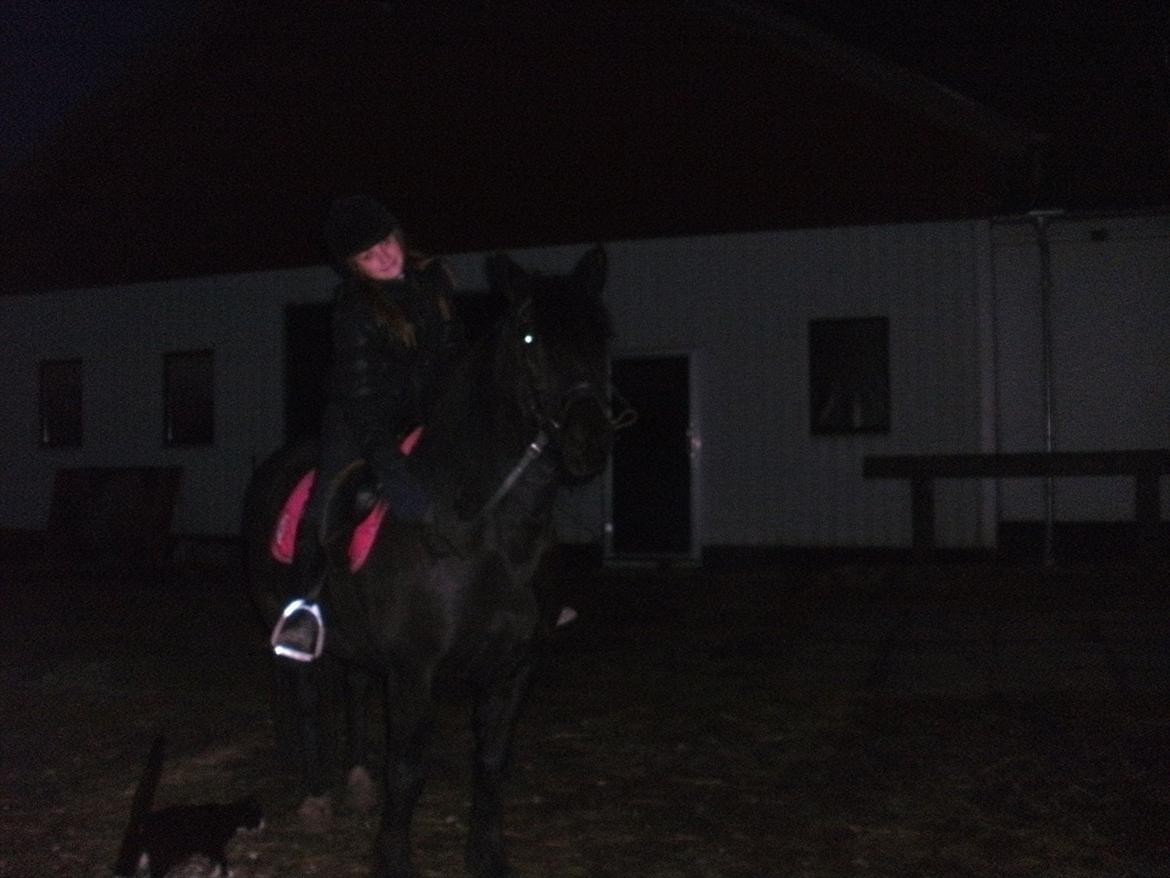 Welsh Cob (sec D) Chanel - Jaja det er mørkt så kvaliteten er dårlig(-;

-But i love you Chanel<3 billede 18