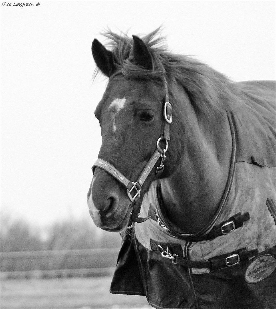 Hollandsk Sportspony Chanell S billede 19