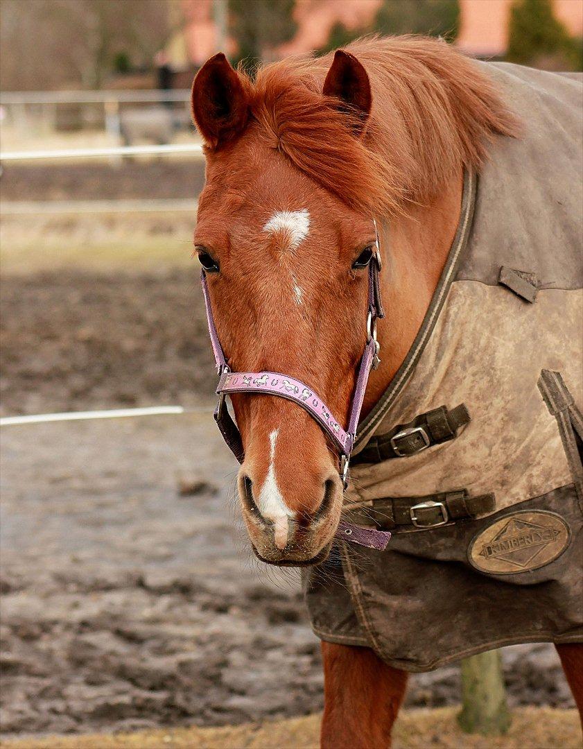 Hollandsk Sportspony Chanell S billede 5