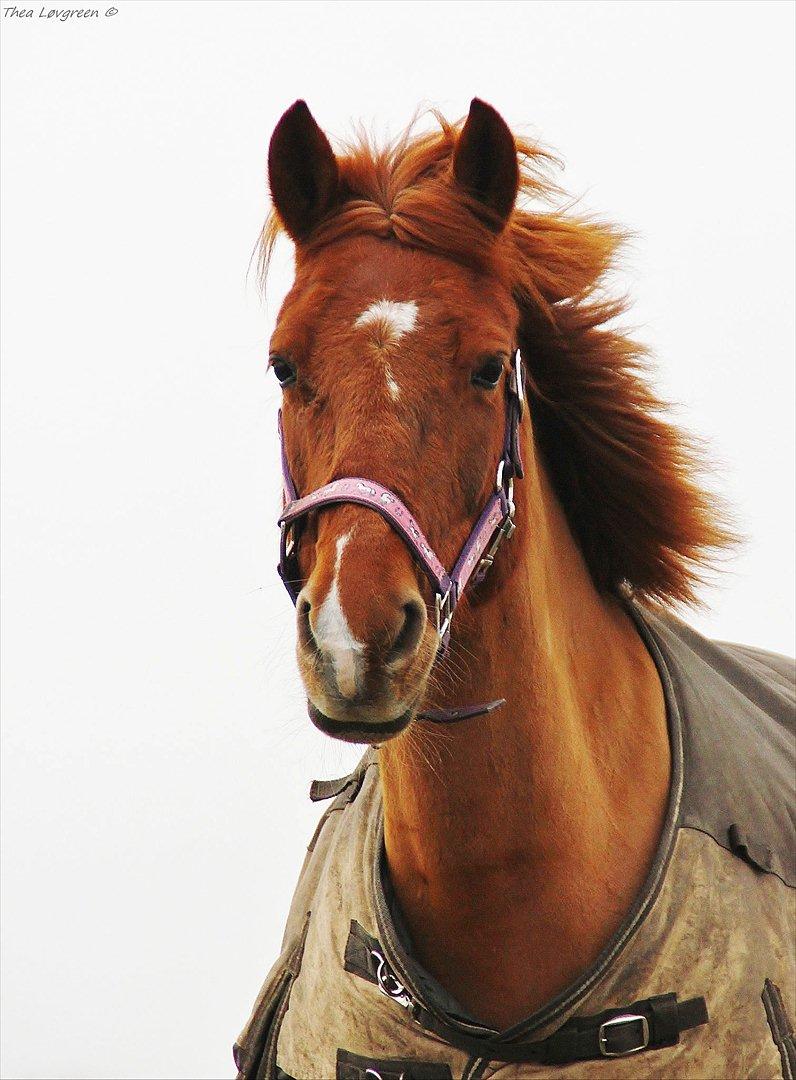 Hollandsk Sportspony Chanell S billede 20