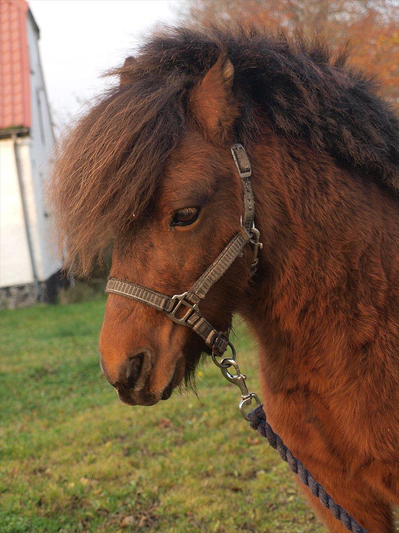 Shetlænder Zorro billede 8