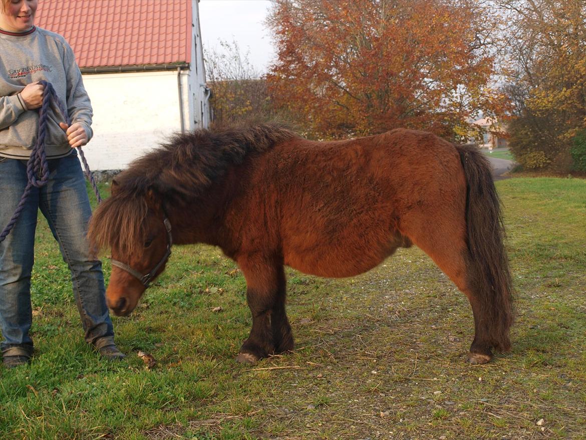 Shetlænder Zorro billede 9