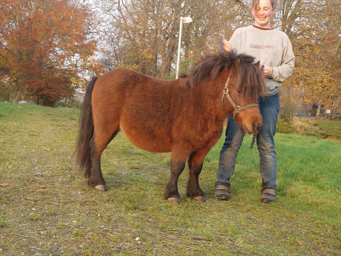 Shetlænder Zorro billede 10