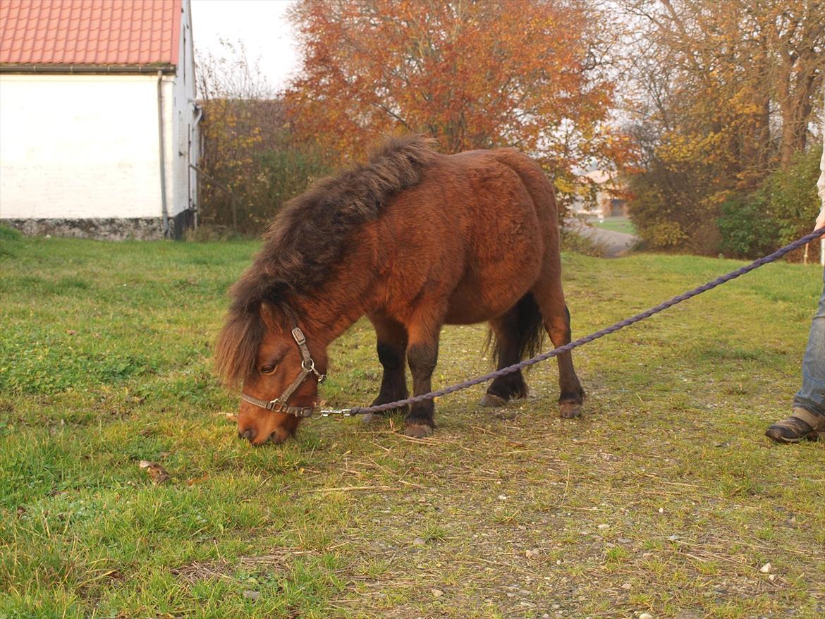 Shetlænder Zorro billede 11