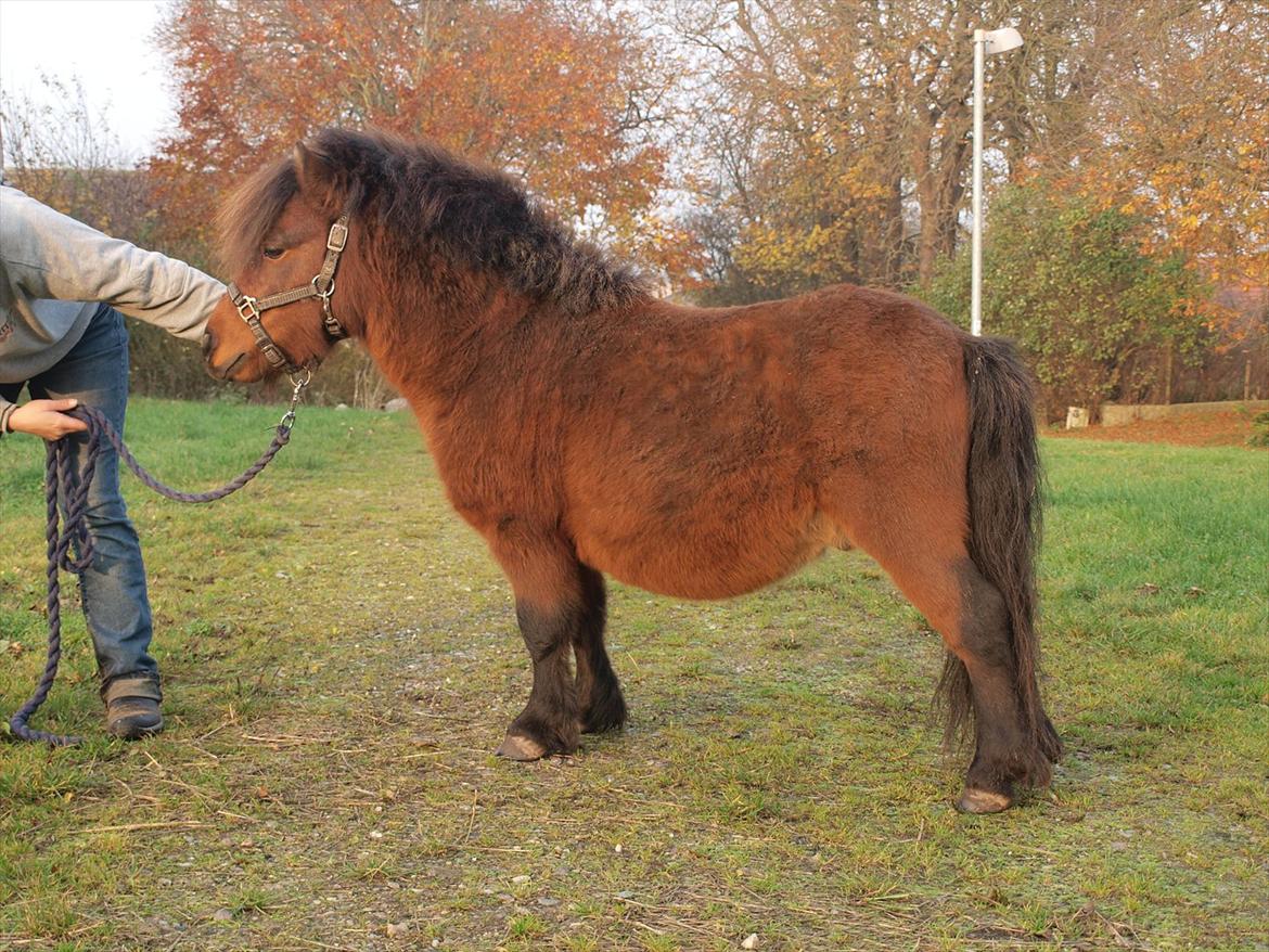 Shetlænder Zorro billede 12