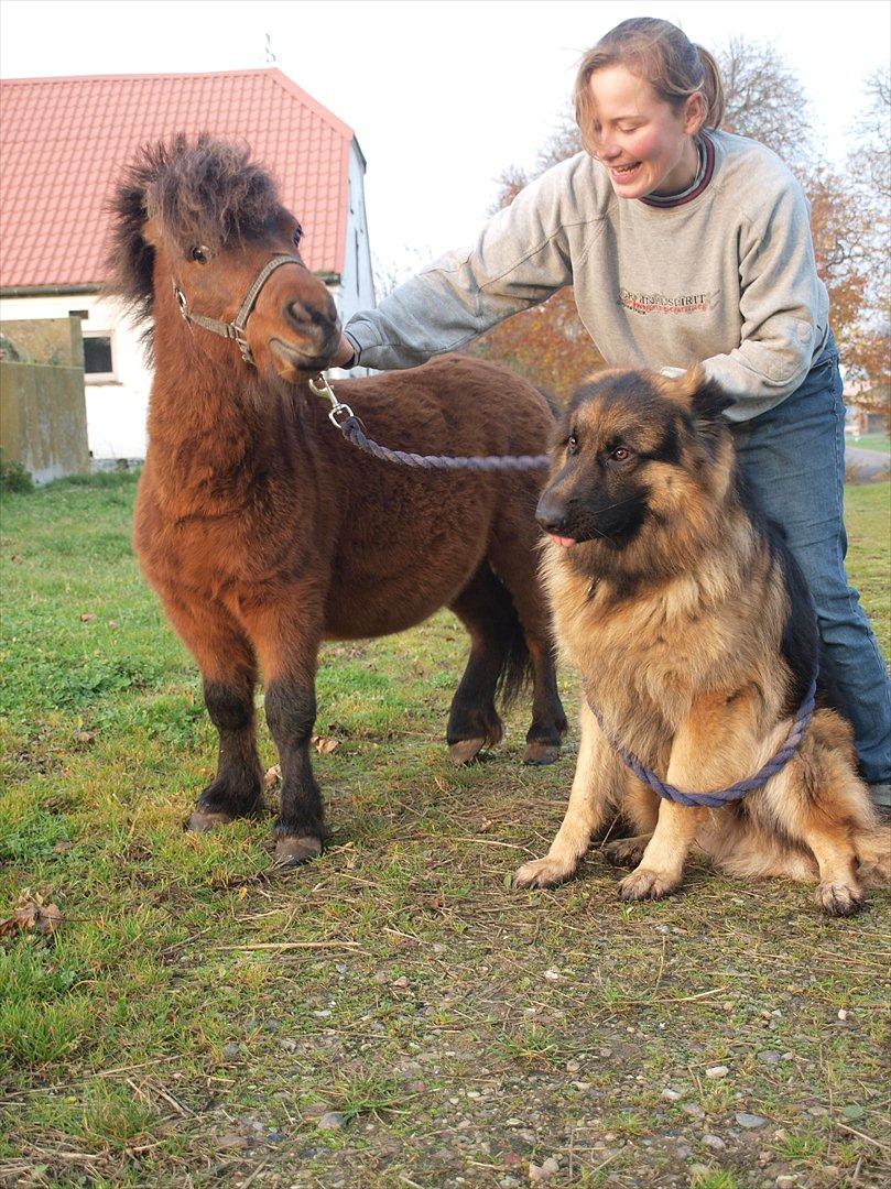 Shetlænder Zorro billede 13