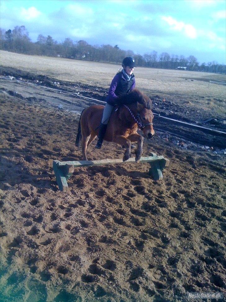 Gotlandsruss Julie (Dulle) - Julie og jeg springer kun med grime og trækketov;D billede 9