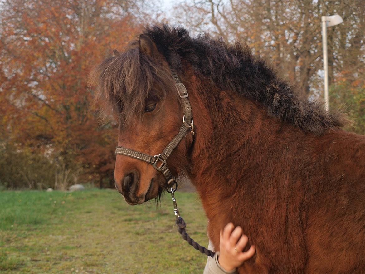 Shetlænder Zorro - Det bedste sted at blive kløet..:) billede 14
