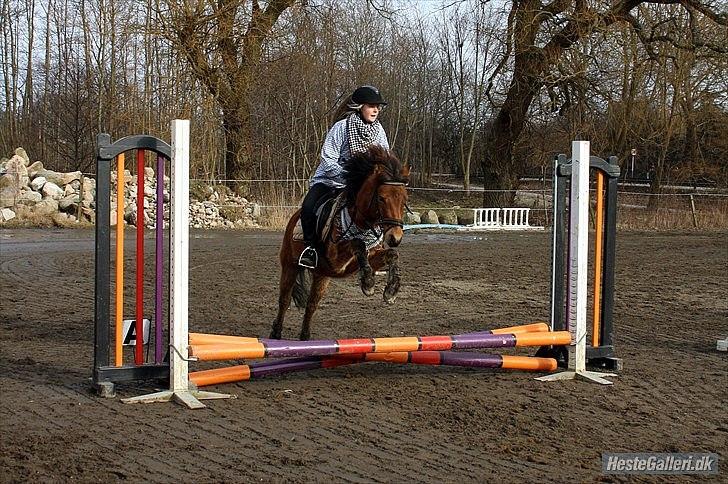 Gotlandsruss Julie (Dulle) - Julie og jeg til vores første rigtige springstævne:D billede 2