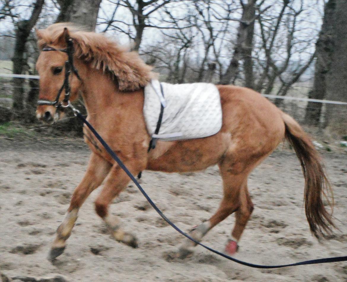 Anden særlig race Prins Brutus - Anden gang i longe. 
Foto: Emma Larsen. billede 15