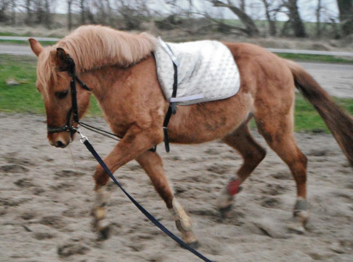 Anden særlig race Prins Brutus - lækre pony!<3.
Foto: Emma Larsen. billede 16