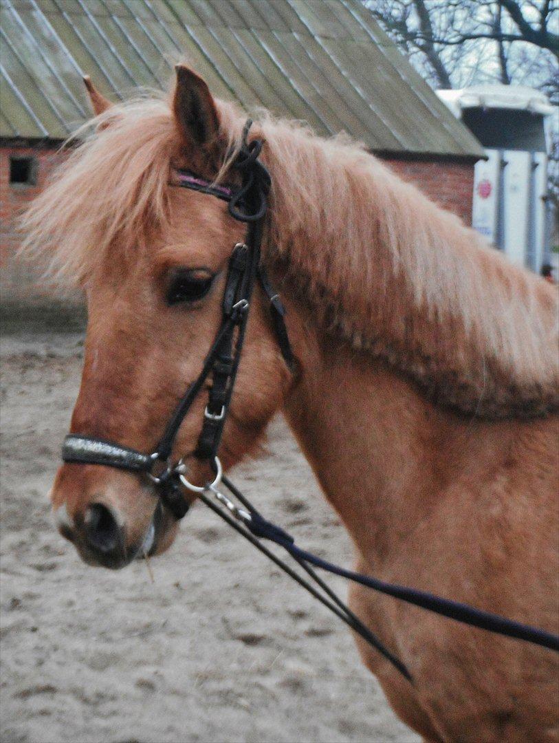 Anden særlig race Prins Brutus - Foto: Emma Larsen billede 17