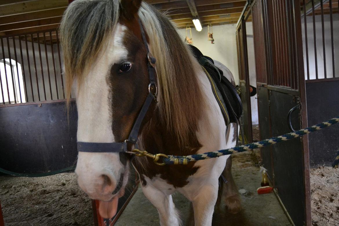 Tinker Lukas *Den Bedste*<3 (Gamle part) billede 3