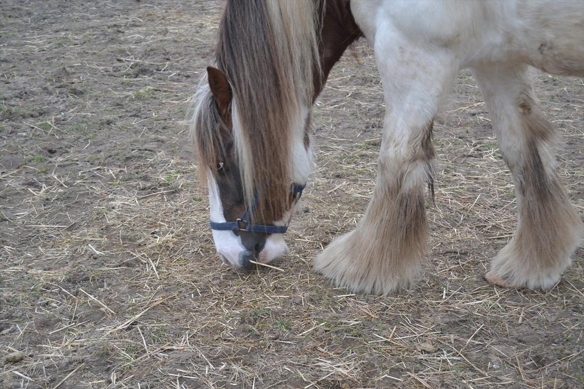 Tinker Lukas *Den Bedste*<3 (Gamle part) billede 9