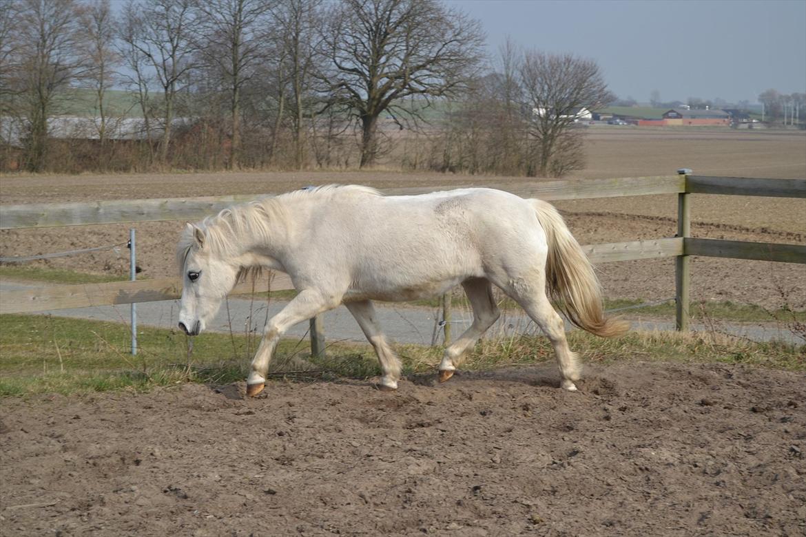 Anden særlig race Melissa ¤Min pige¤ - Du er fantastisk! Mesterfotograf: mig billede 17