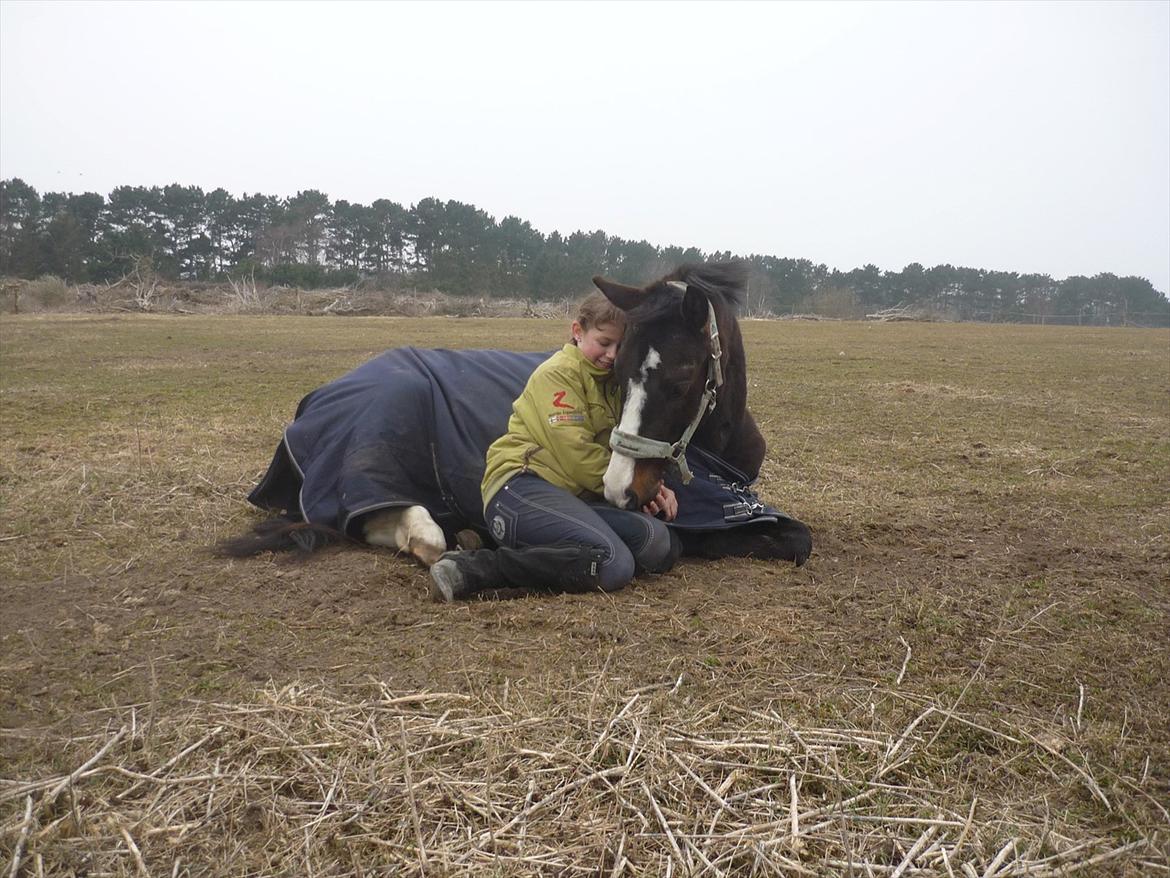 New Forest Lukas Søblink - - Politiet er på jagt efter en smuk, vidunderlig, dejlig, fantastisk og lækker pony. 
Men bare rolig, jeg sagde ikke hvor du var <3 billede 5