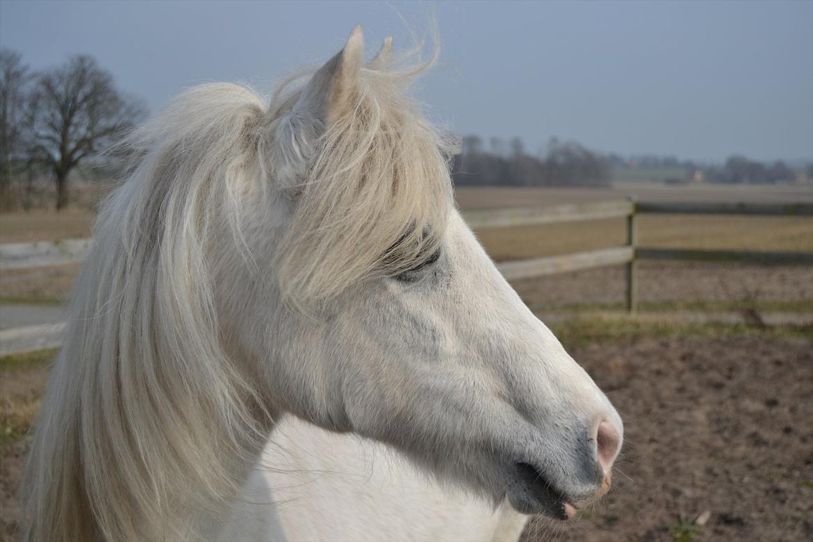 Anden særlig race Melissa ¤Min pige¤ - Smukke pige <3 Mesterfotograf: mig billede 18