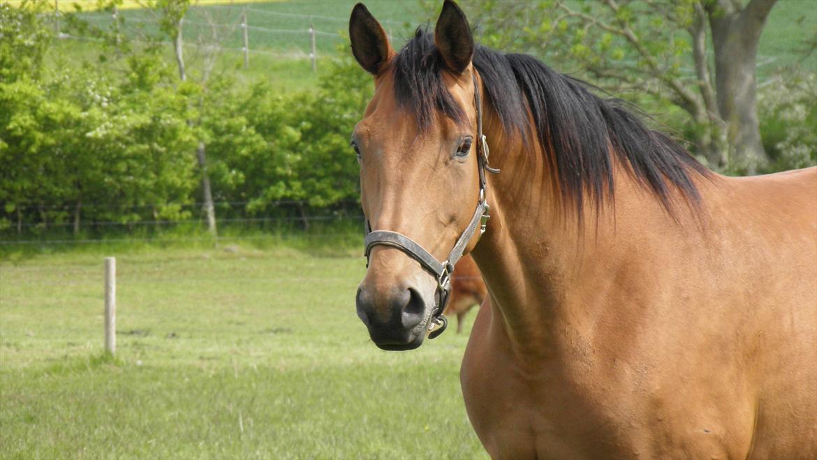 Dansk Varmblod Fredbo´s Impala - SAVNET - 3 dage inden hun blev aflivet.. :( billede 7