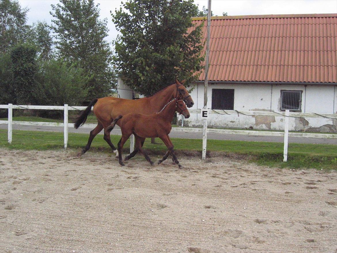 Dansk Varmblod Fredbo´s Impala - SAVNET - Impala med det eneste føl hun fik, Accord. 2007. billede 8