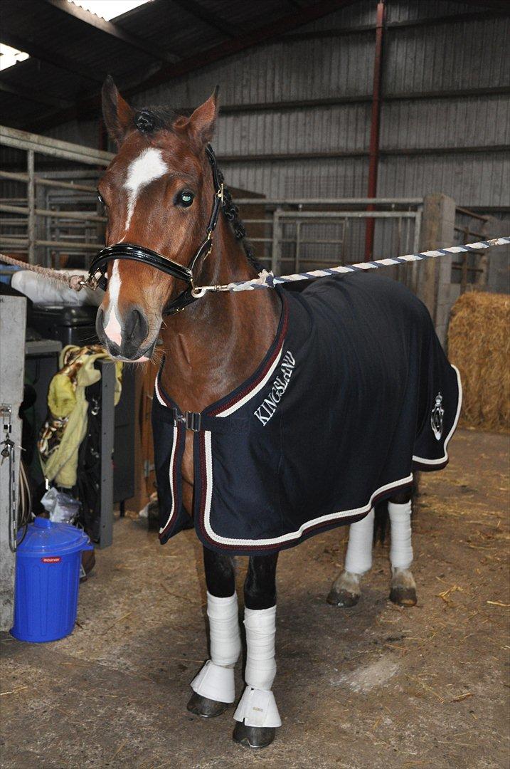 Welsh Cob (sec D) Lindbergs Milton B-PONY billede 20