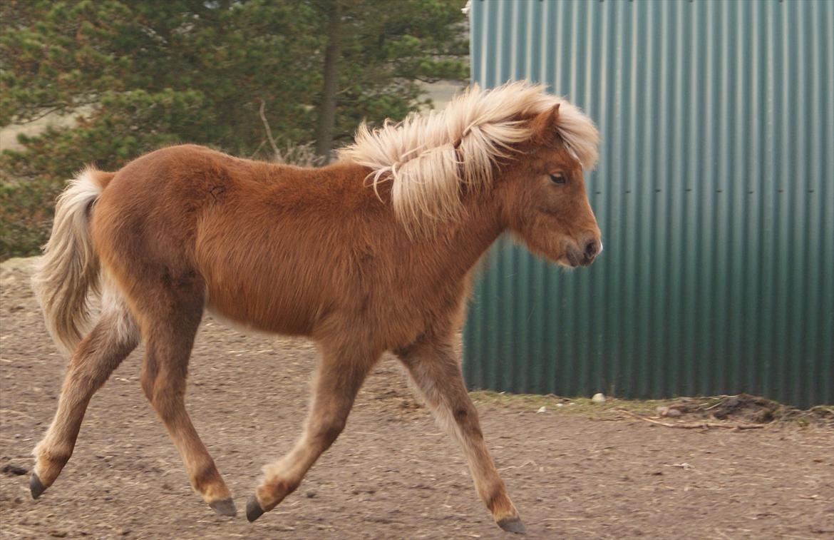 Islænder Neisti fra Lysenge billede 8