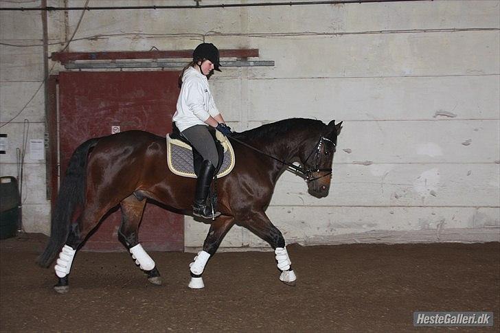 Dansk Varmblod Lotus - Dressur undervisning ved Anne Bendix (: <3 billede 3