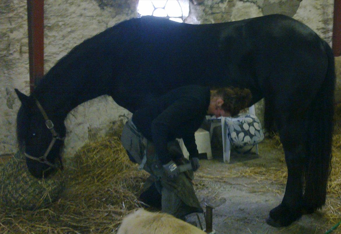 Frieser Enja - d 15/3 dagen efter vi hentede hende fik hun trimmet sine fusser, hvilket hun tog med ophøjet ro:-) billede 7