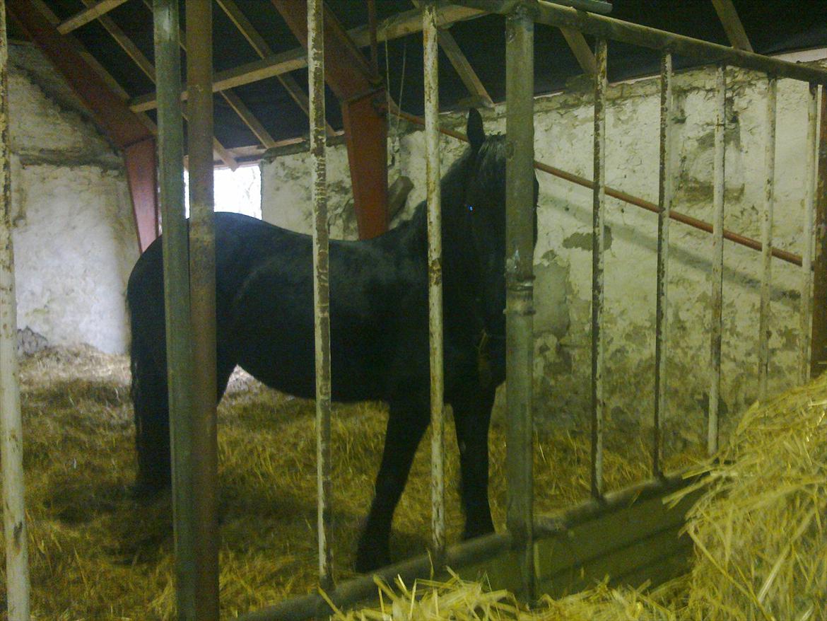 Frieser Enja - Enja nyder løsdriften billede 10