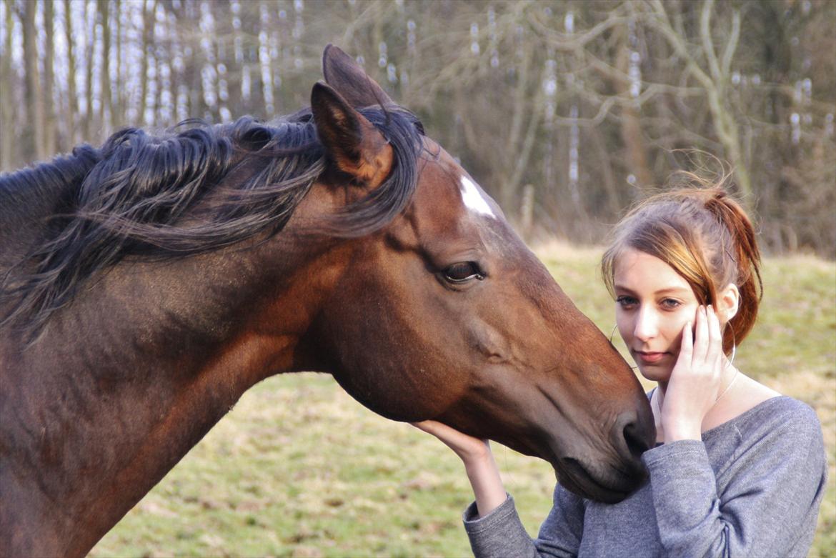 Dansk Varmblod skovvejens Mikado RIP Min vild hest ;')<3 - nus mig det er så hyggeligt<3 
NYT billede 16