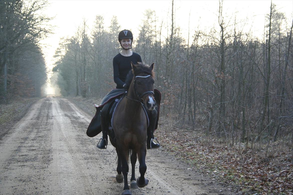 New Forest Starlight - Min smuksak på tur :-) billede 8