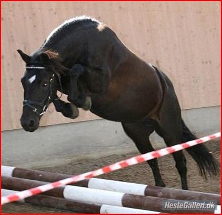 Dartmoor Barbet<3 - Hun springer!! :-) billede 1