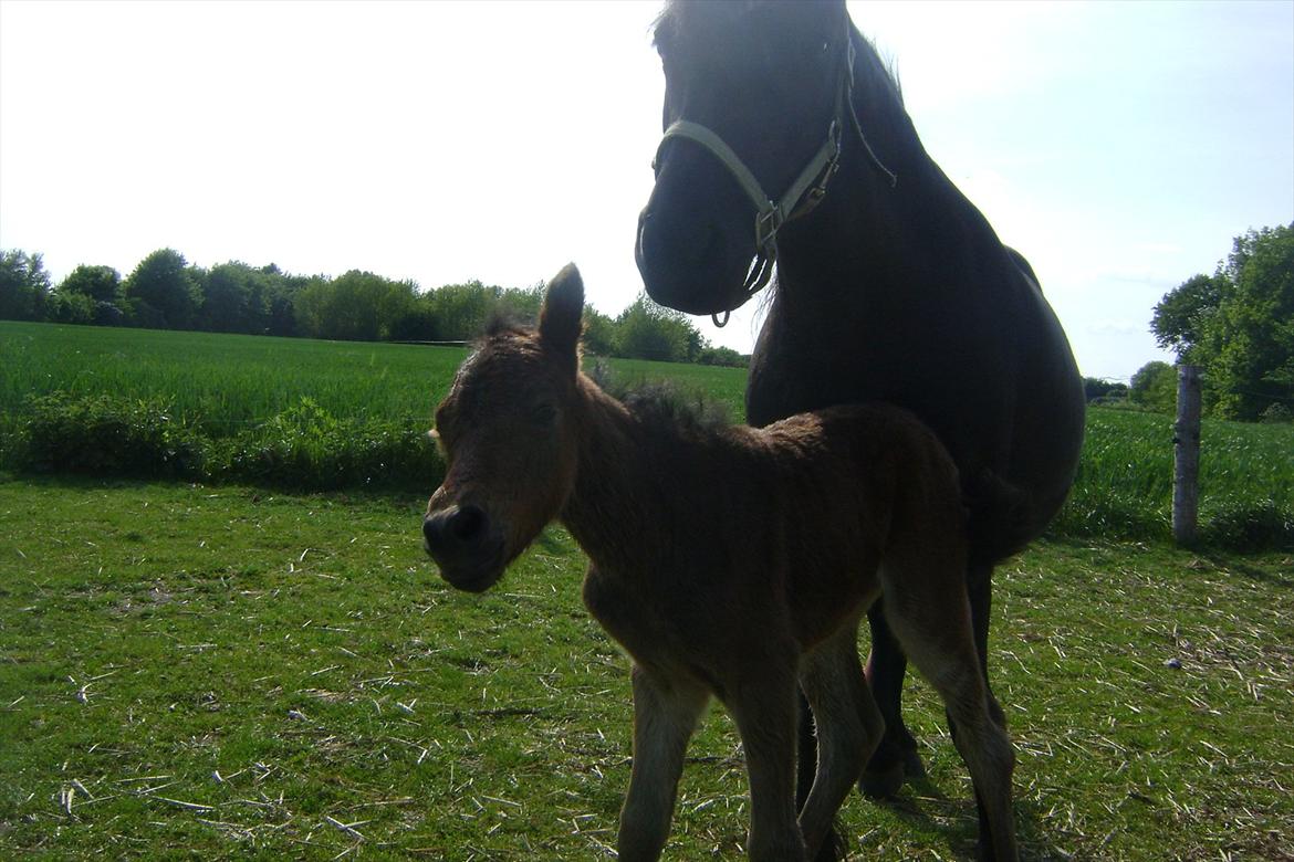 Dartmoor Barbet<3 - Barbet med hendes føl!<3 billede 3