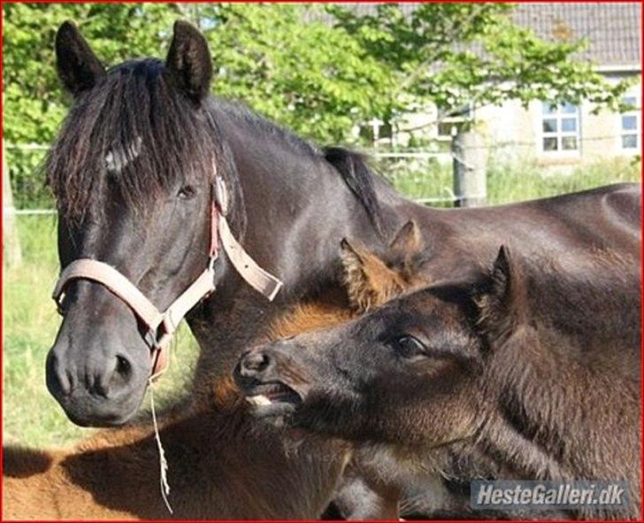 Dartmoor Barbet<3 - Barbet med hendes gamle føl Abby (Hende den brune) Og hendes Plejesøn Easter (Ham den brune) billede 4