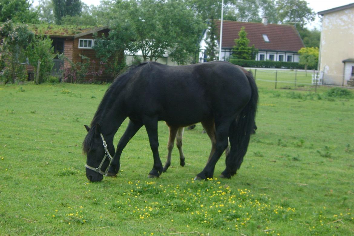 Dartmoor Barbet<3 - <3. billede 7