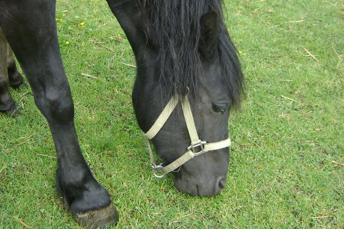 Dartmoor Barbet<3 - Hendes dejlige hoved!<3 billede 10