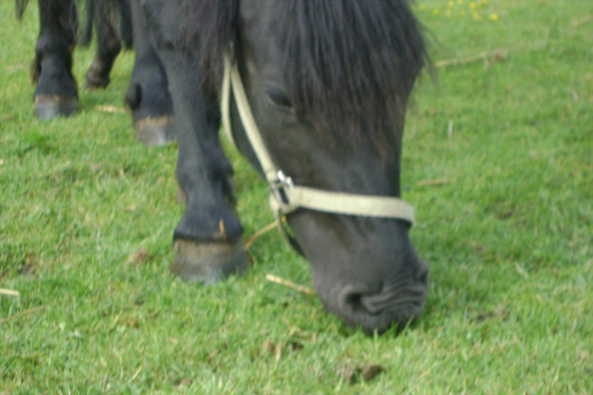 Dartmoor Barbet<3 - Mulen!xD. billede 2