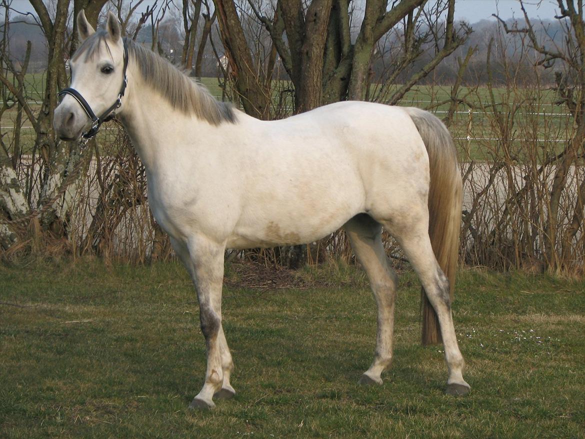 Arabisk fuldblod (OX) Quintara billede 11