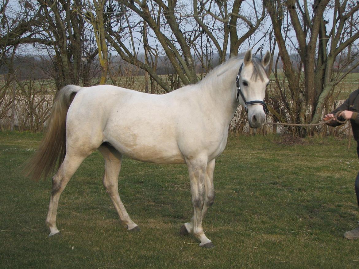 Arabisk fuldblod (OX) Quintara billede 12