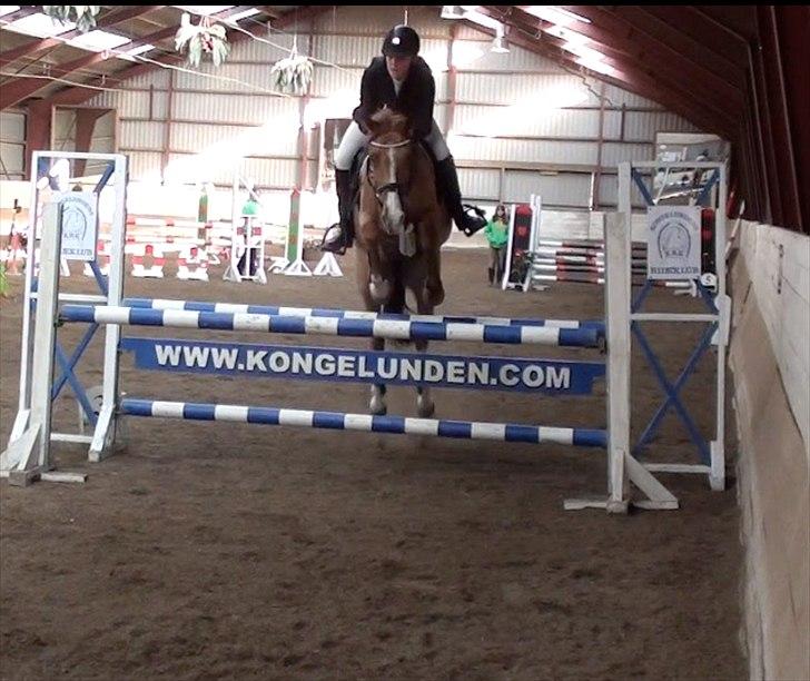 Irsk Sportspony Jim's Flight - A pony billede 13