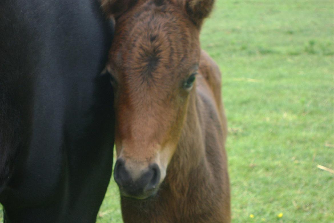 Dartmoor Cleo<3 billede 4