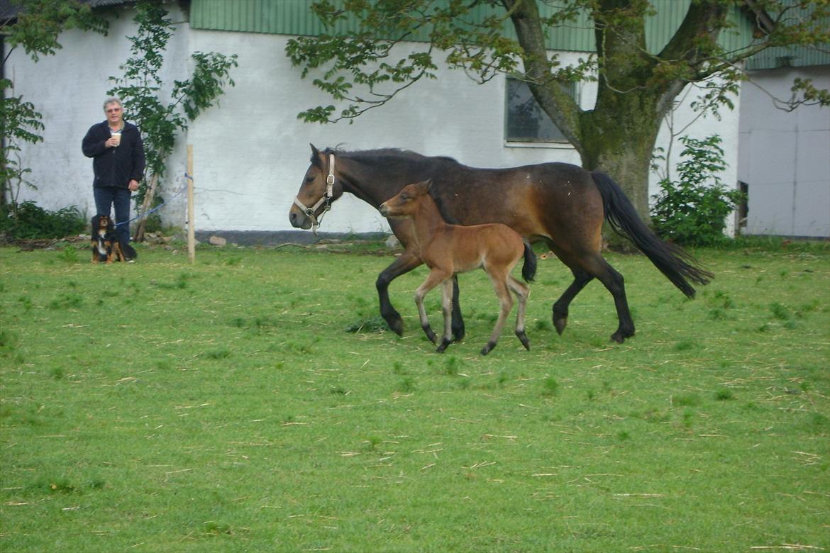 Dartmoor Springtime<3 billede 14
