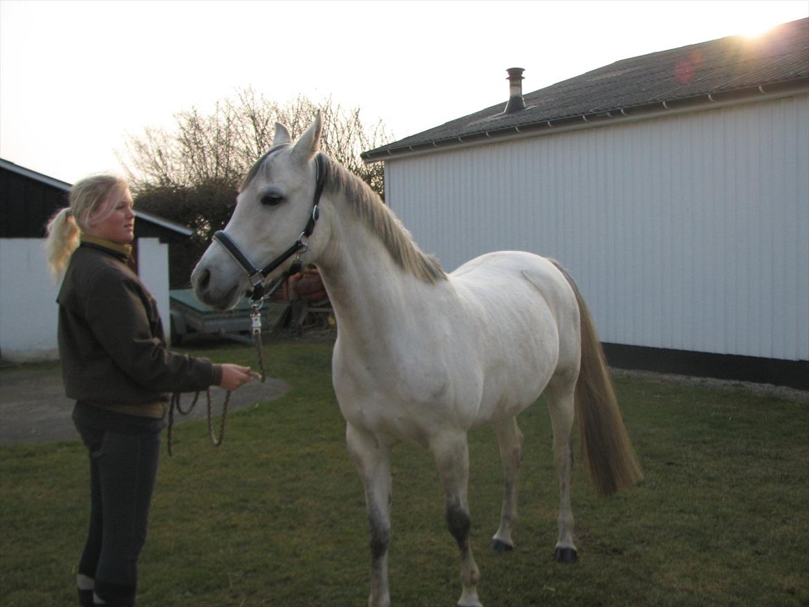 Arabisk fuldblod (OX) Quintara billede 14