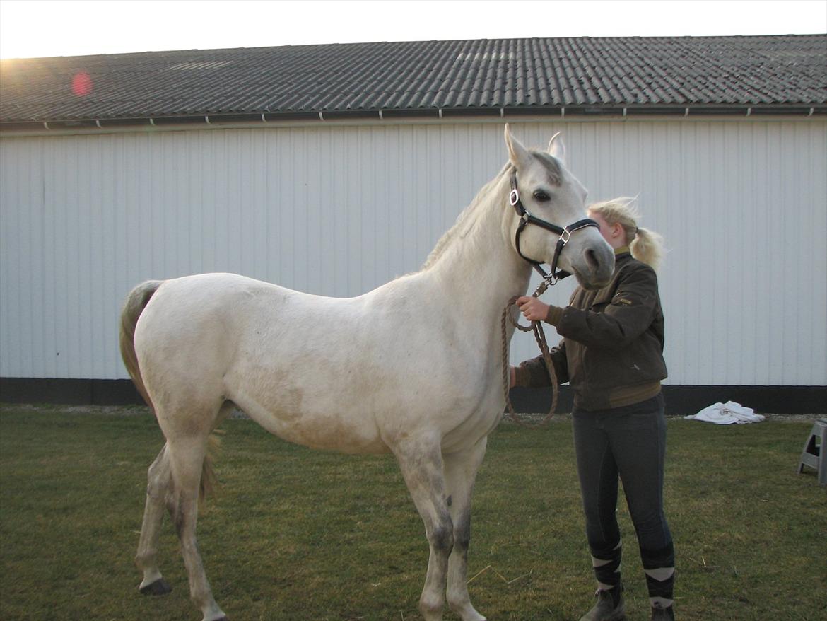 Arabisk fuldblod (OX) Quintara billede 15