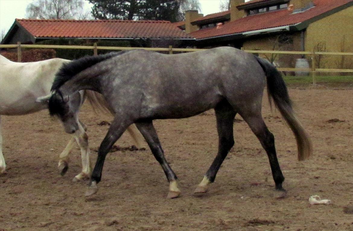 Hollandsk Sportspony Kylah W - dressurpony på folden :p billede 8